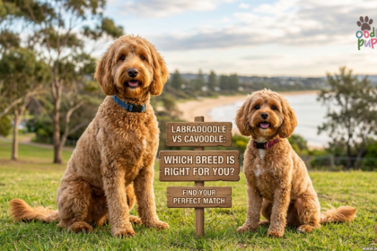 Labradoodle vs Cavoodle